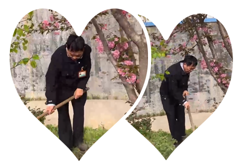 偉志鋼模板春季花滿(mǎn)枝頭